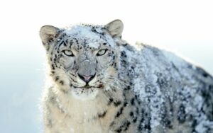 apple-os-x-10-6-snow-leopard-95171